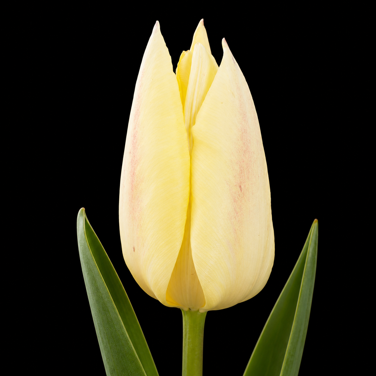 Yellow Surprise — Triumfa
