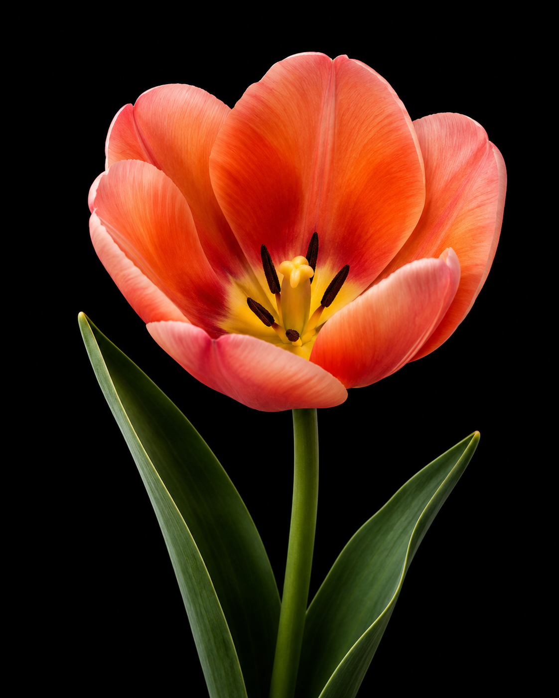 Apricot Pride — Darvina hibrīds