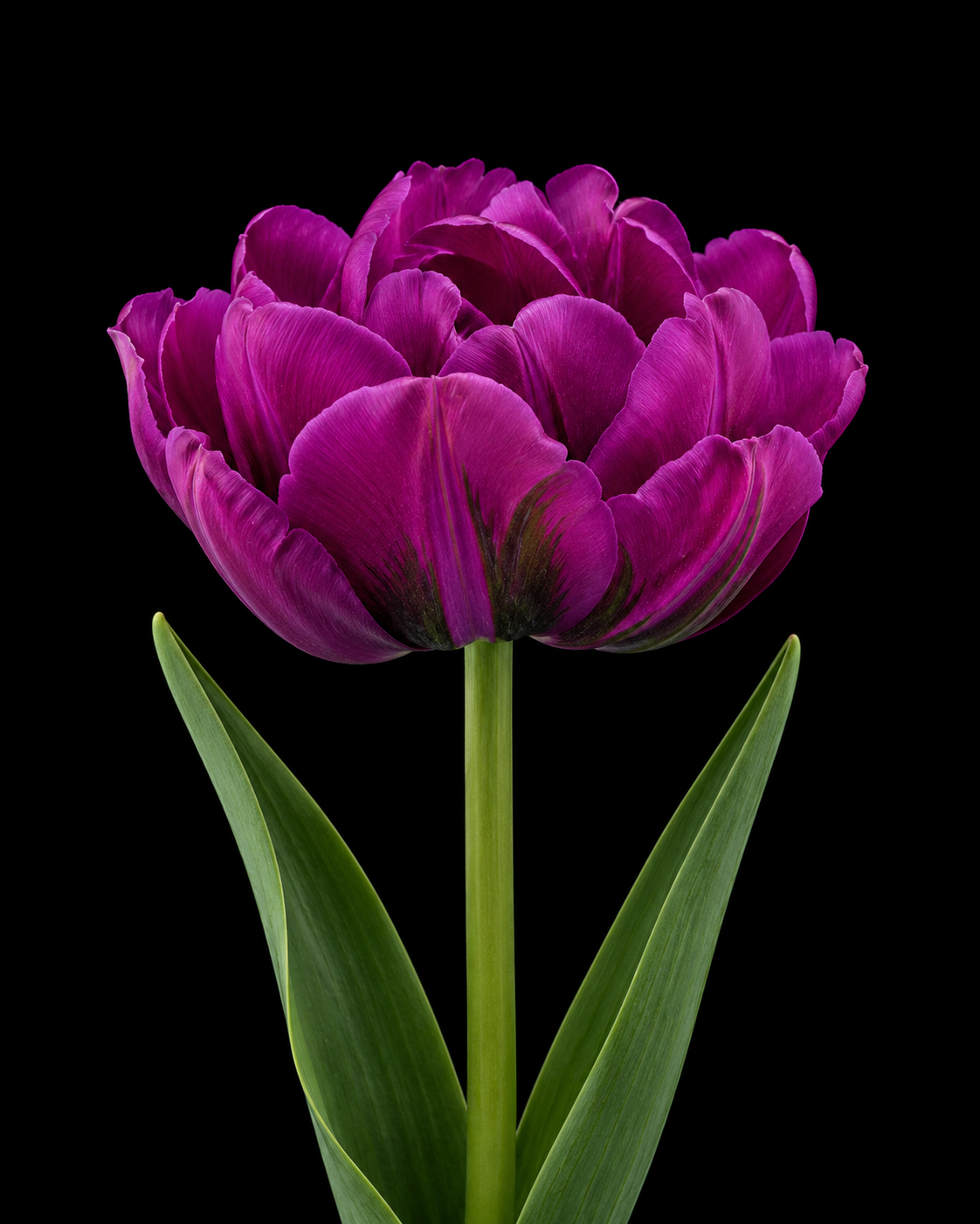 Negrita Double