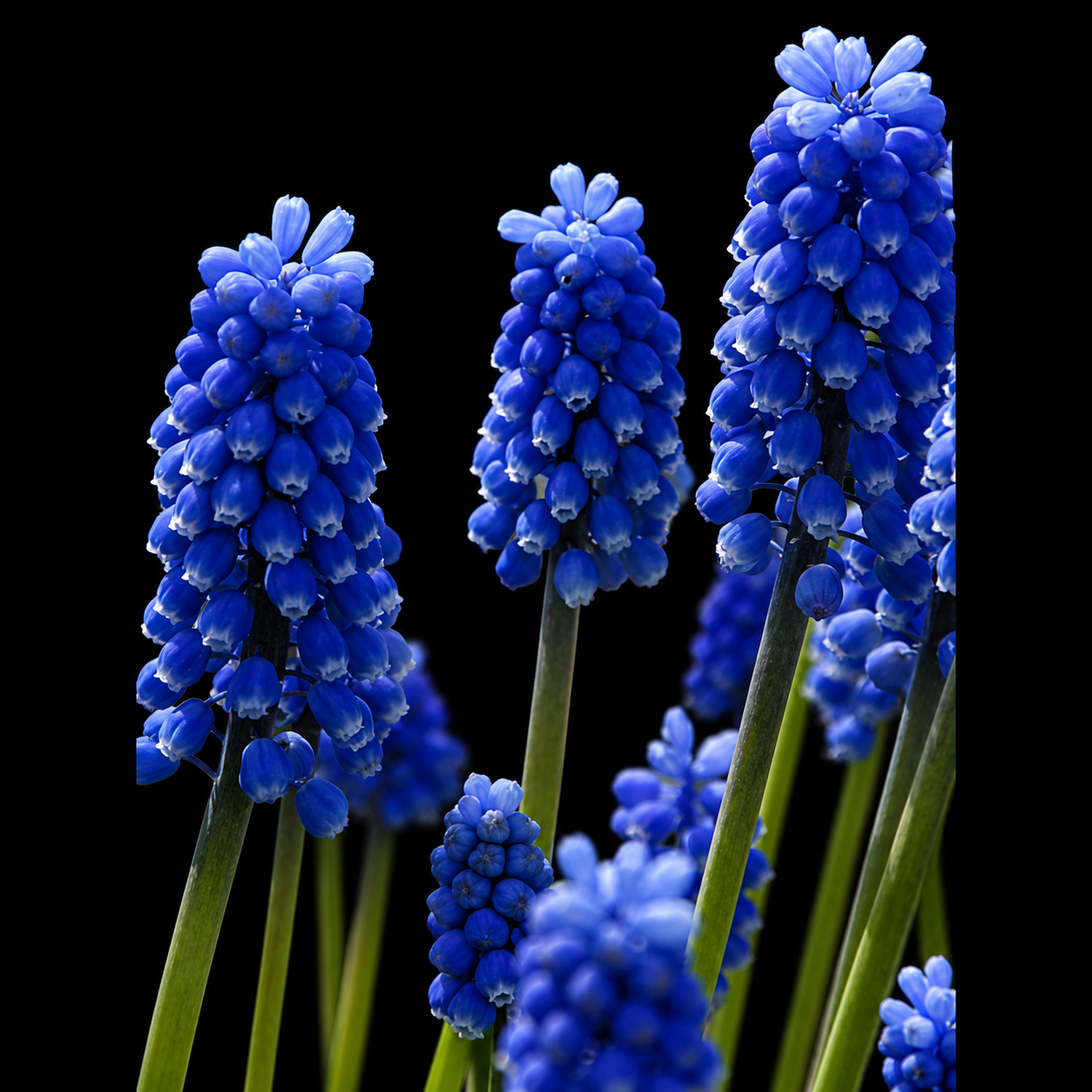 Muscari Blue Magic muskari õied