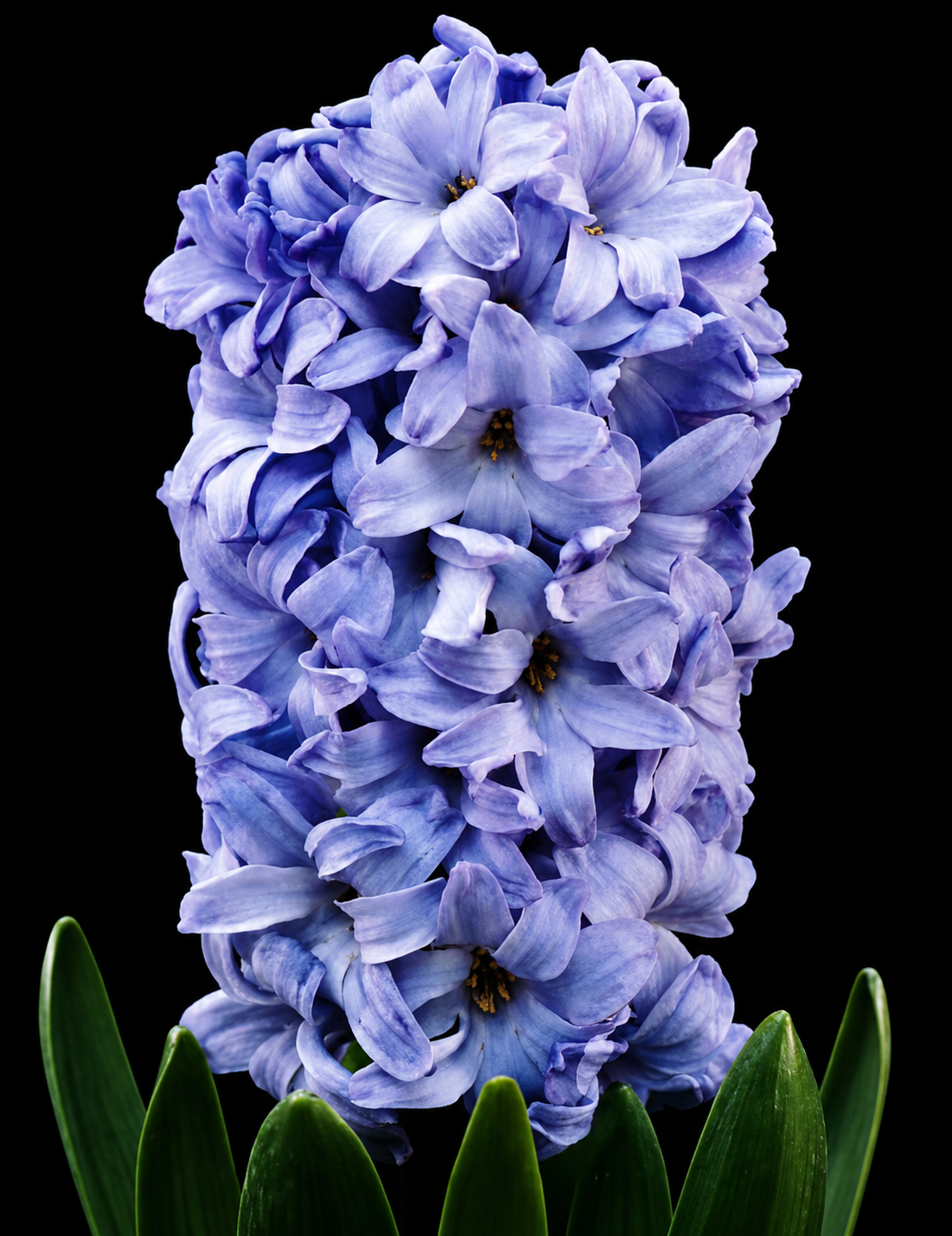 Hyacinthus Delft Blue hüatsindi sibulad