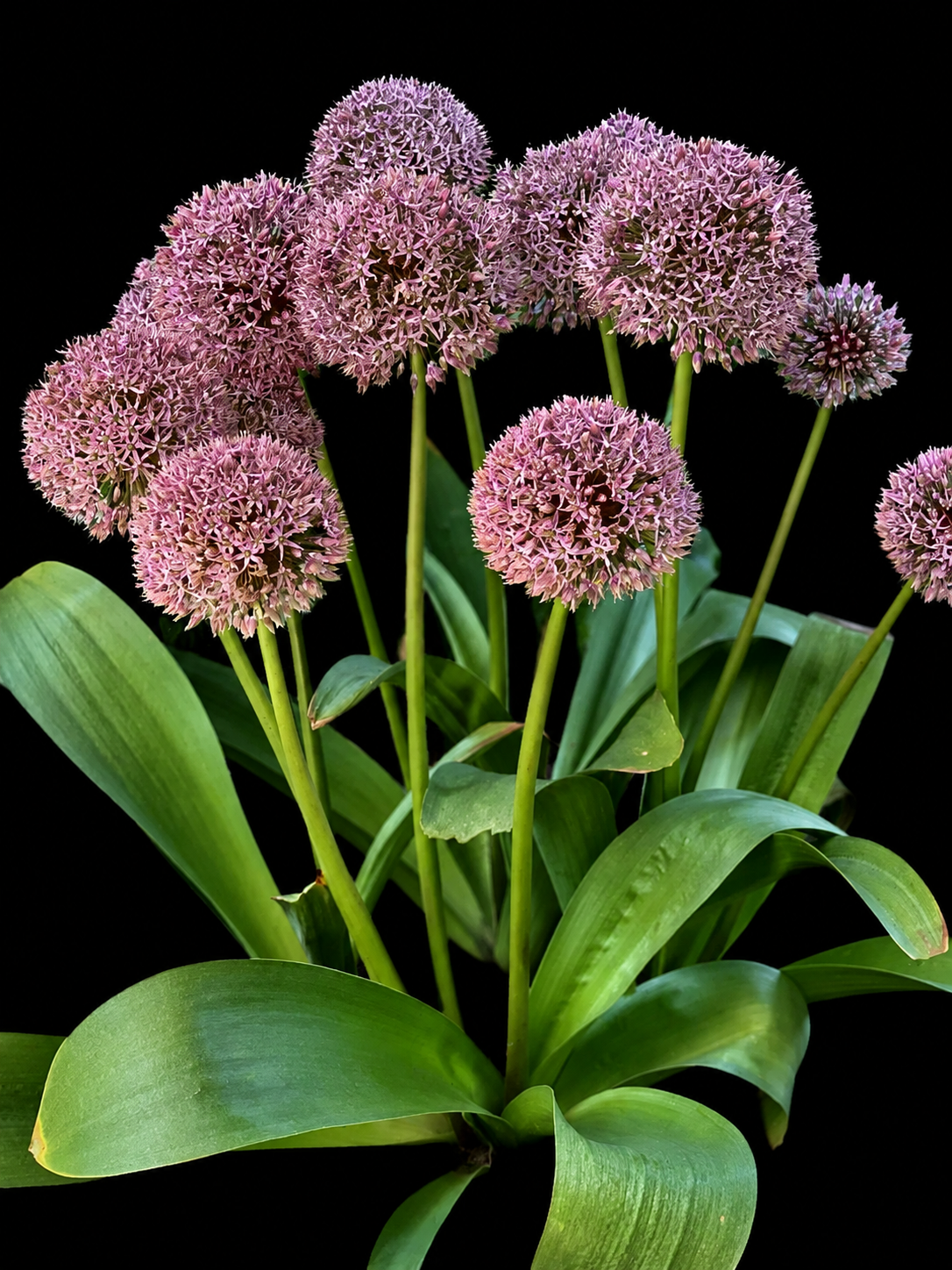 Allium 'Lucky Balloons'