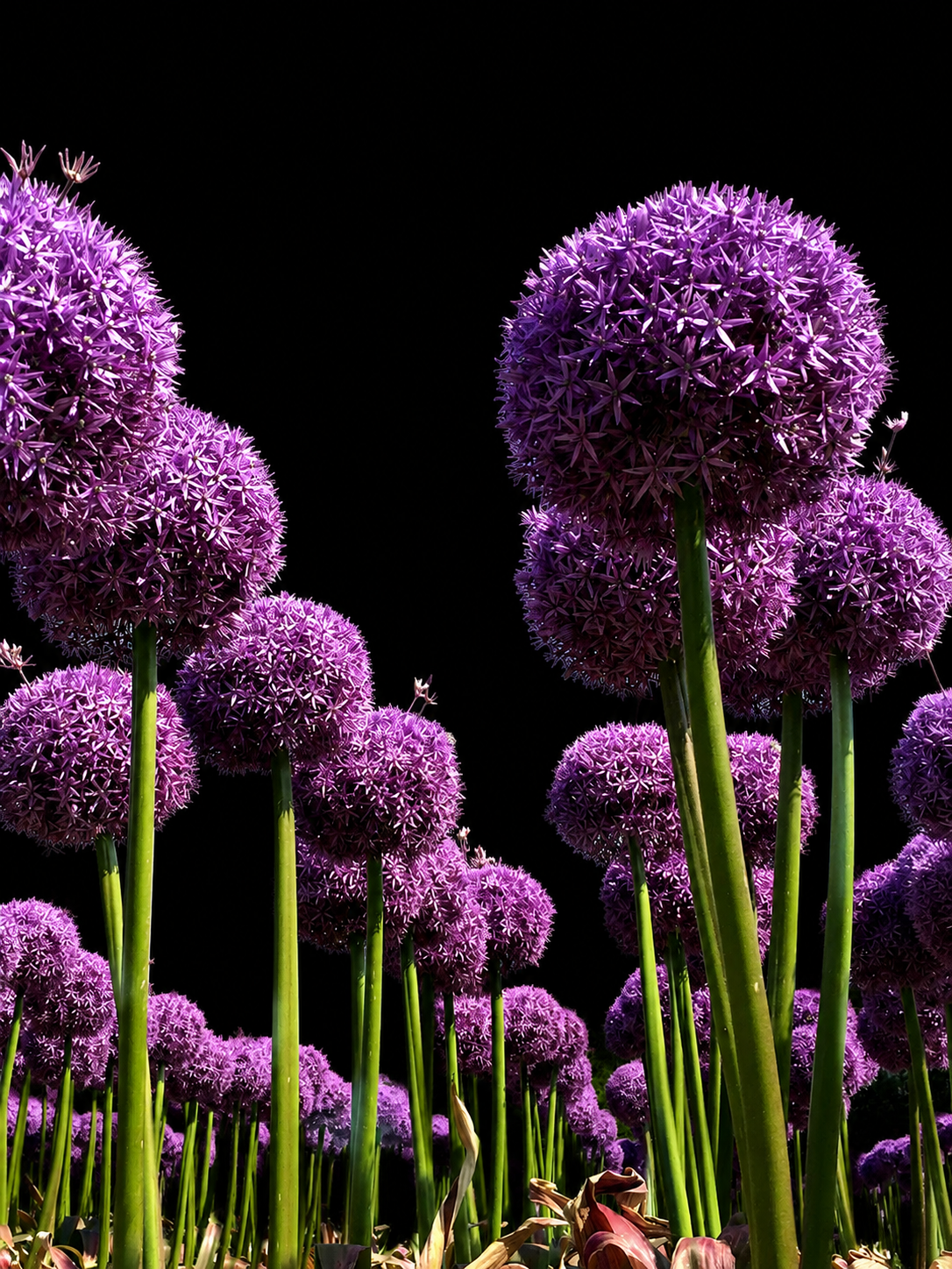 Allium Globemaster laukude sibulad