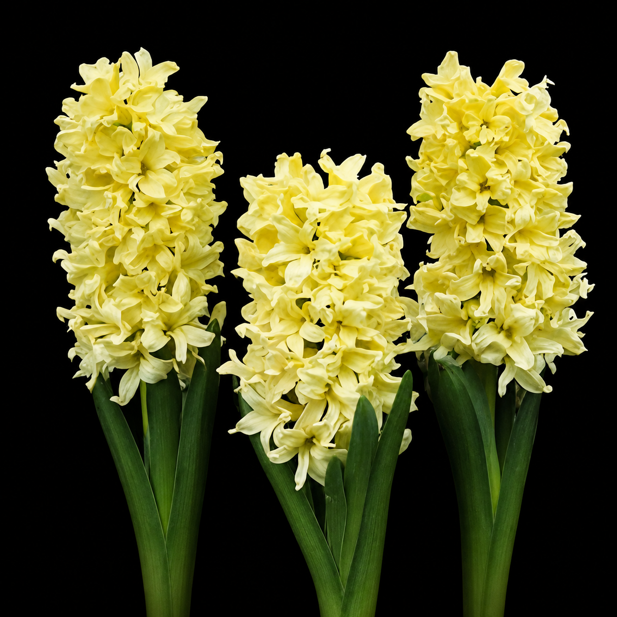 Hyacinthus Yellow Queen hüatsindi sibulad