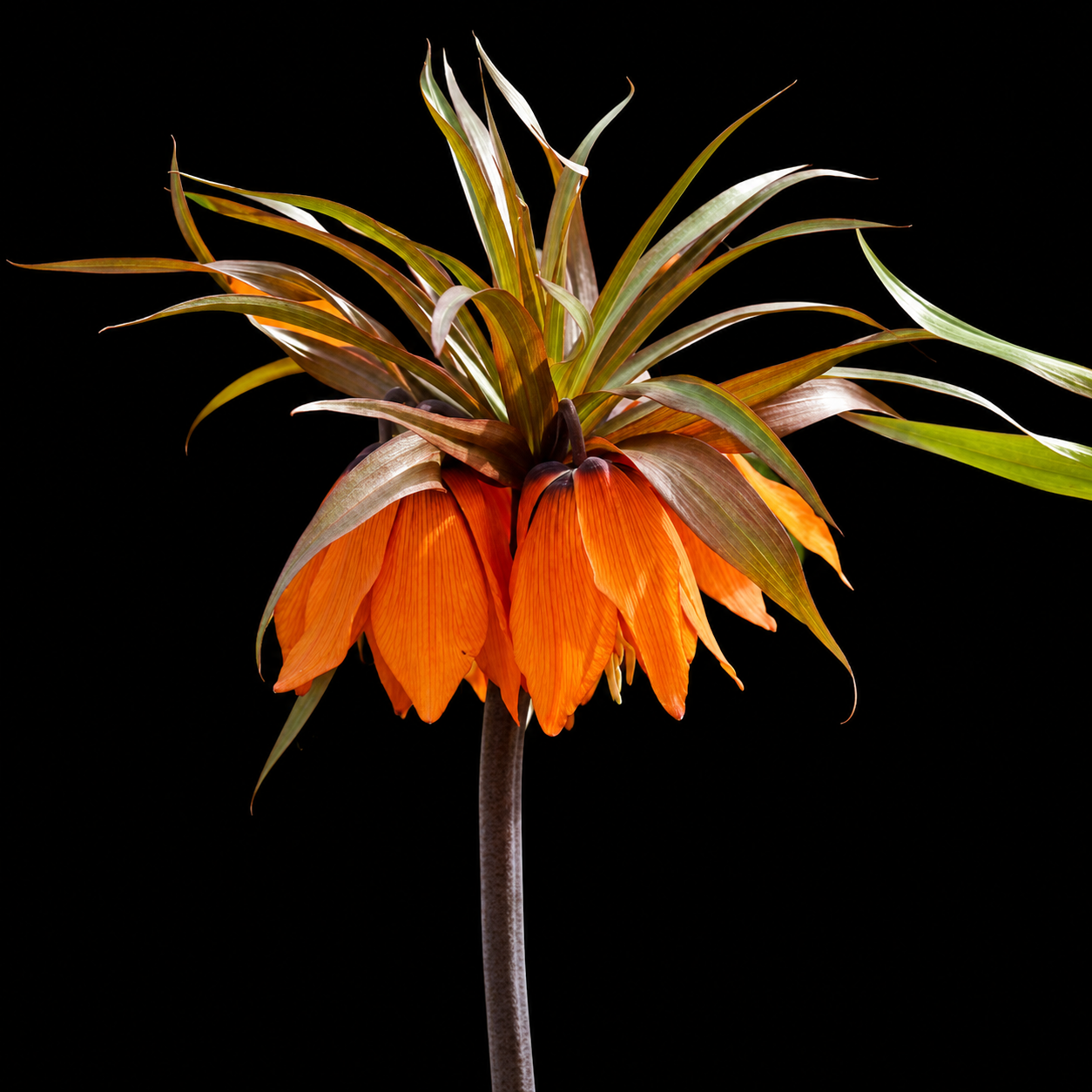 Fritillaria Sunset püvilille sibulad