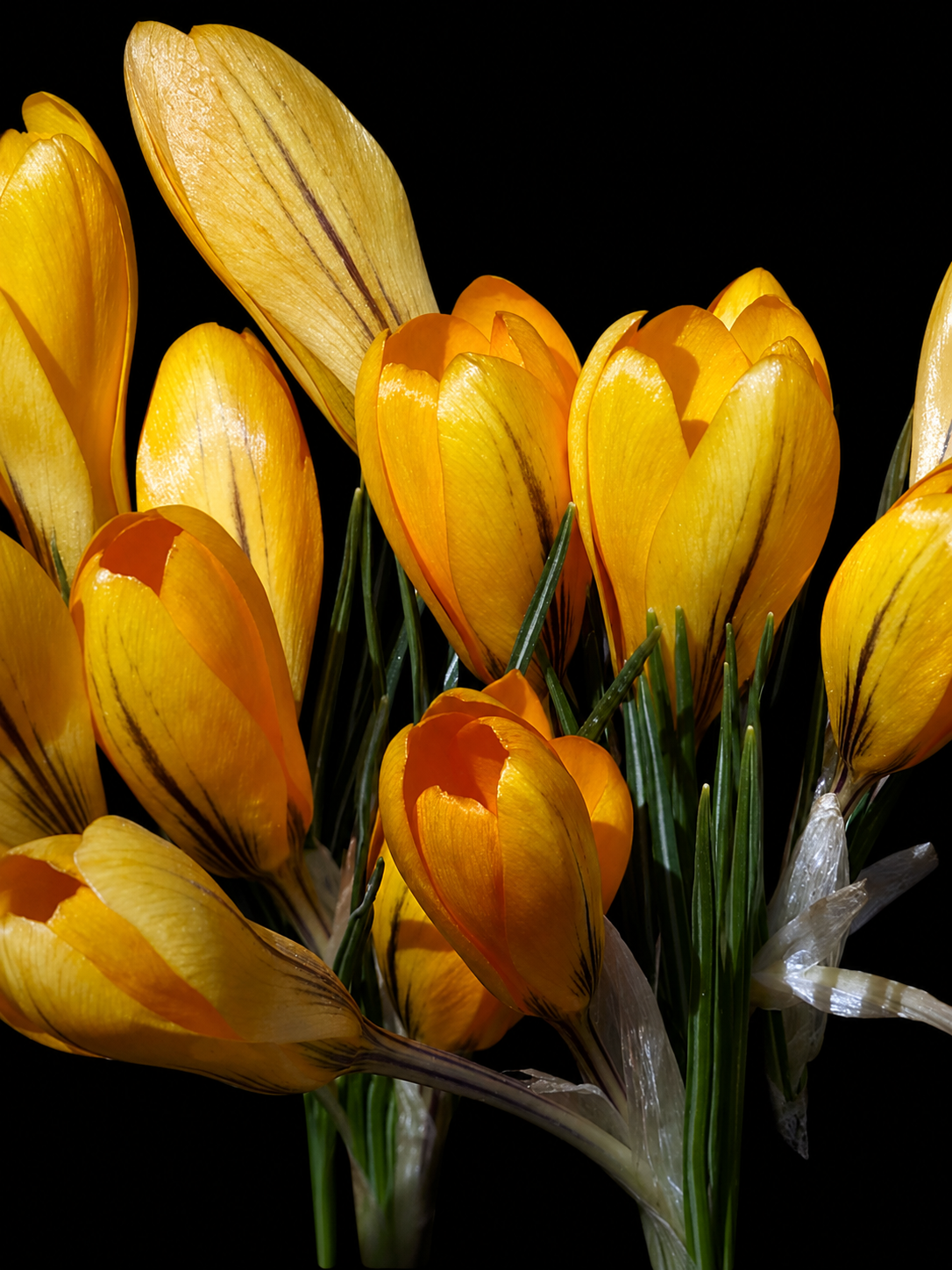 Crocus Vernus Golden Yellow krookuste sibulad