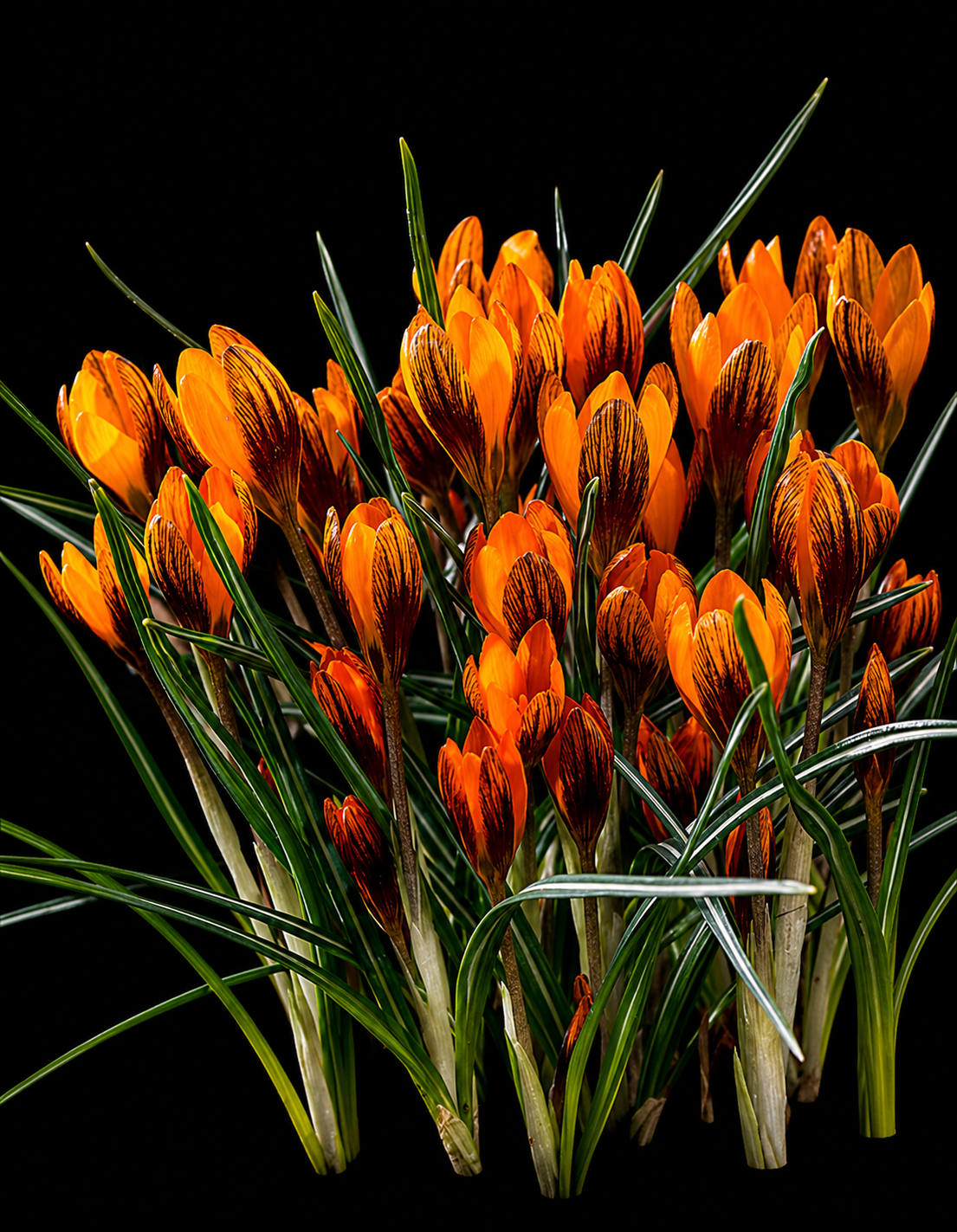 Crocus Orange Monarch krookuste sibulad