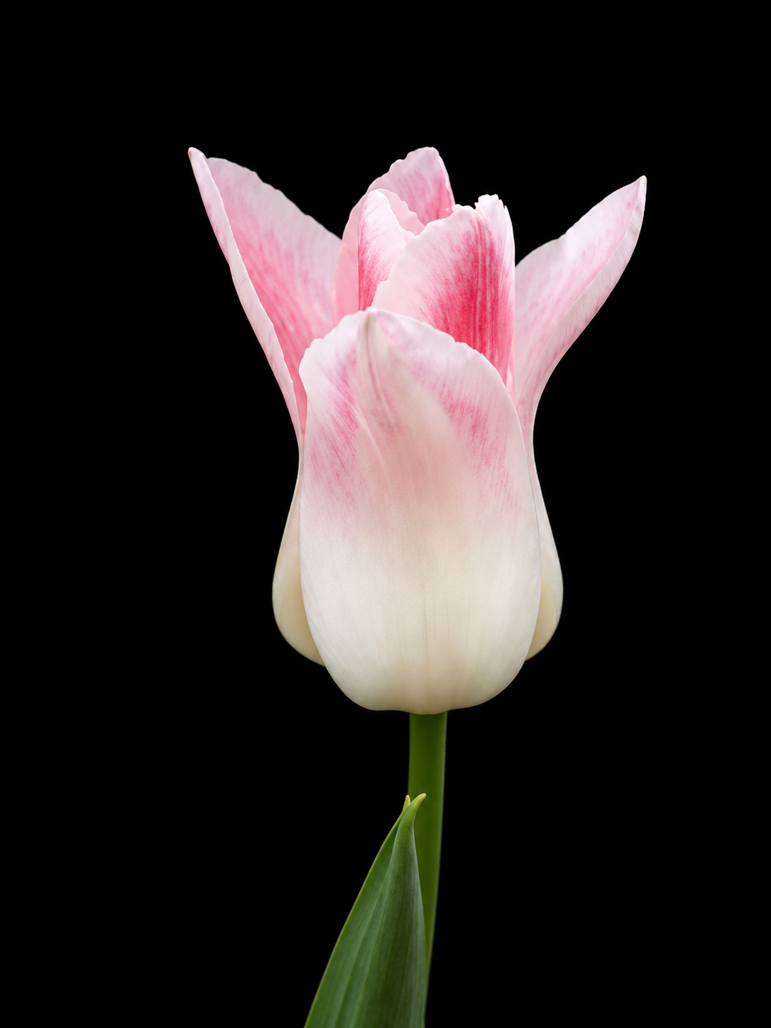 Miss Elegance — Lilijziedu