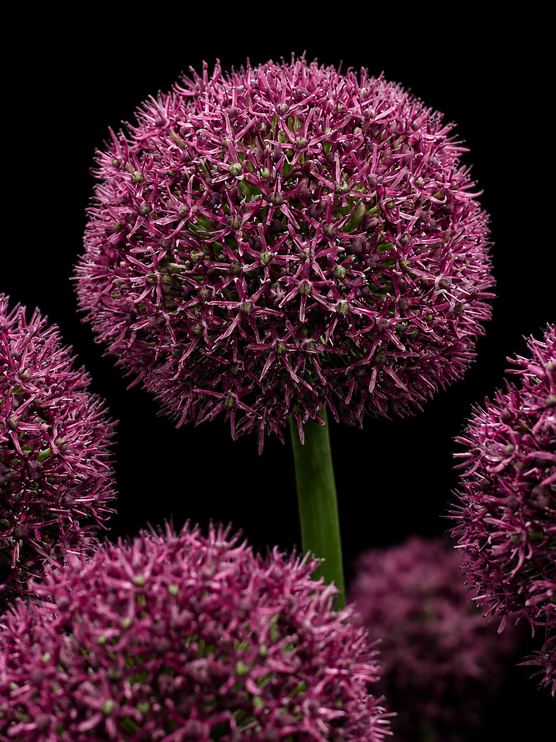 Allium 'Ostara'