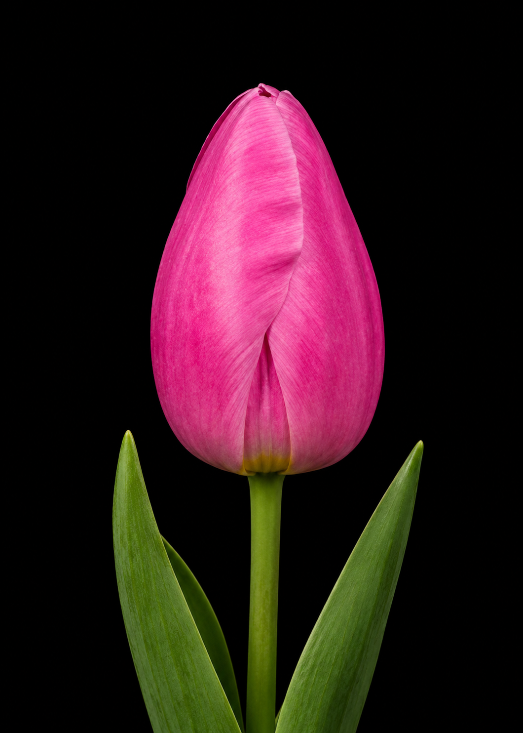 Jumbo Pink