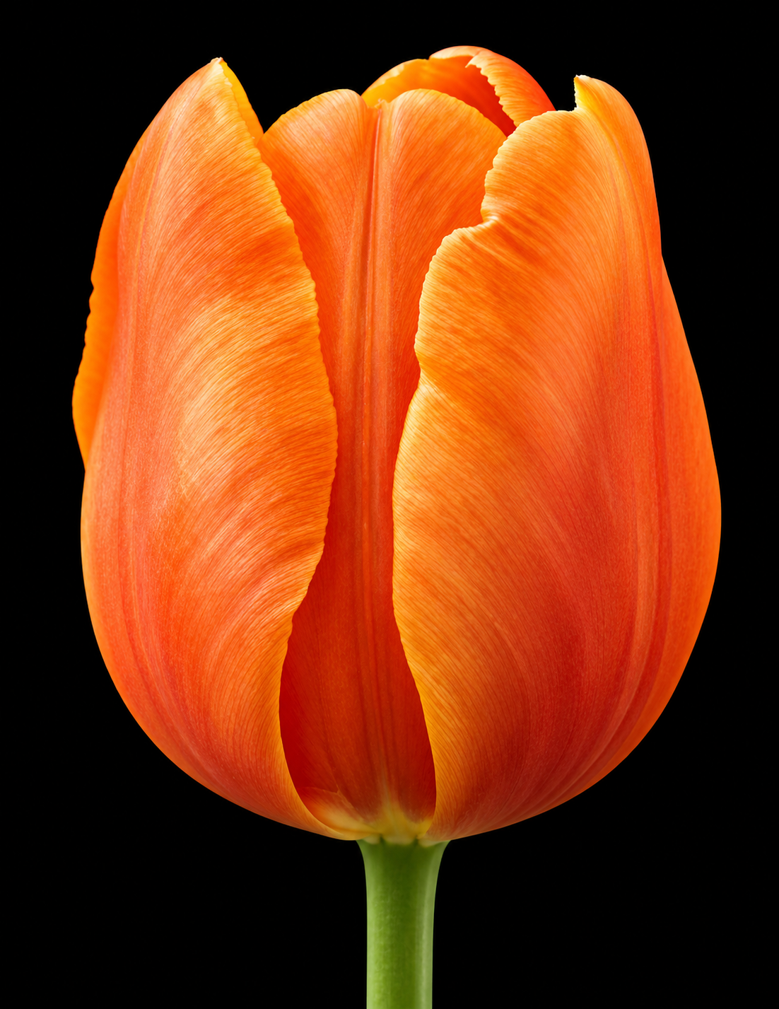 Orange van Eijk — Darvina hibrīds