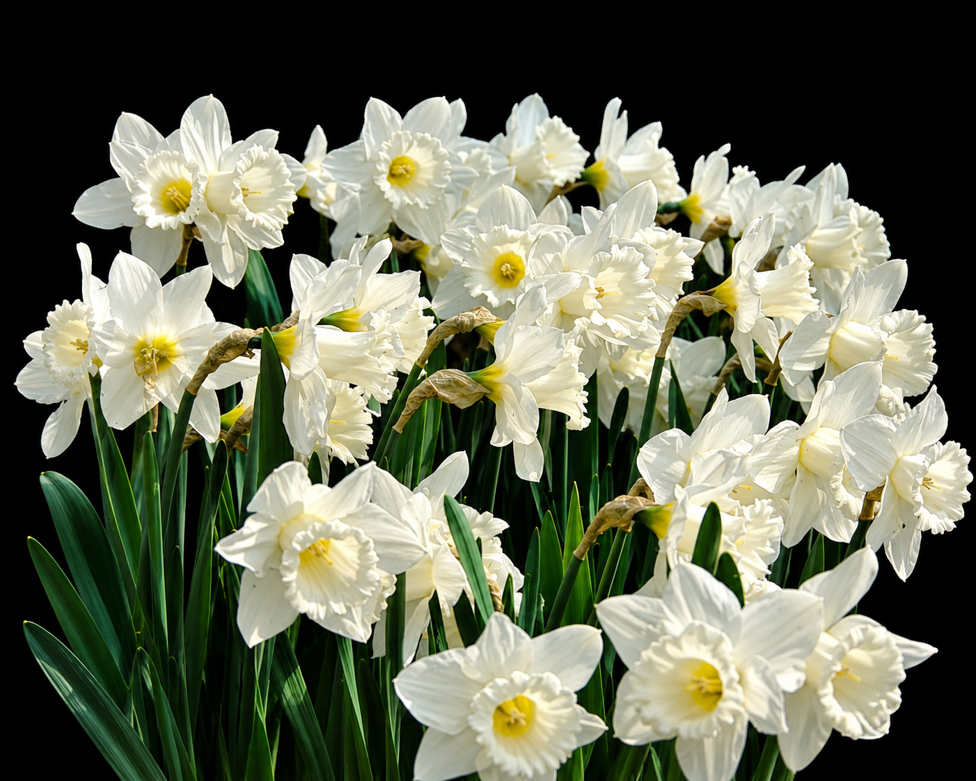 Narcissus Mount Hood nartsissi sibulad