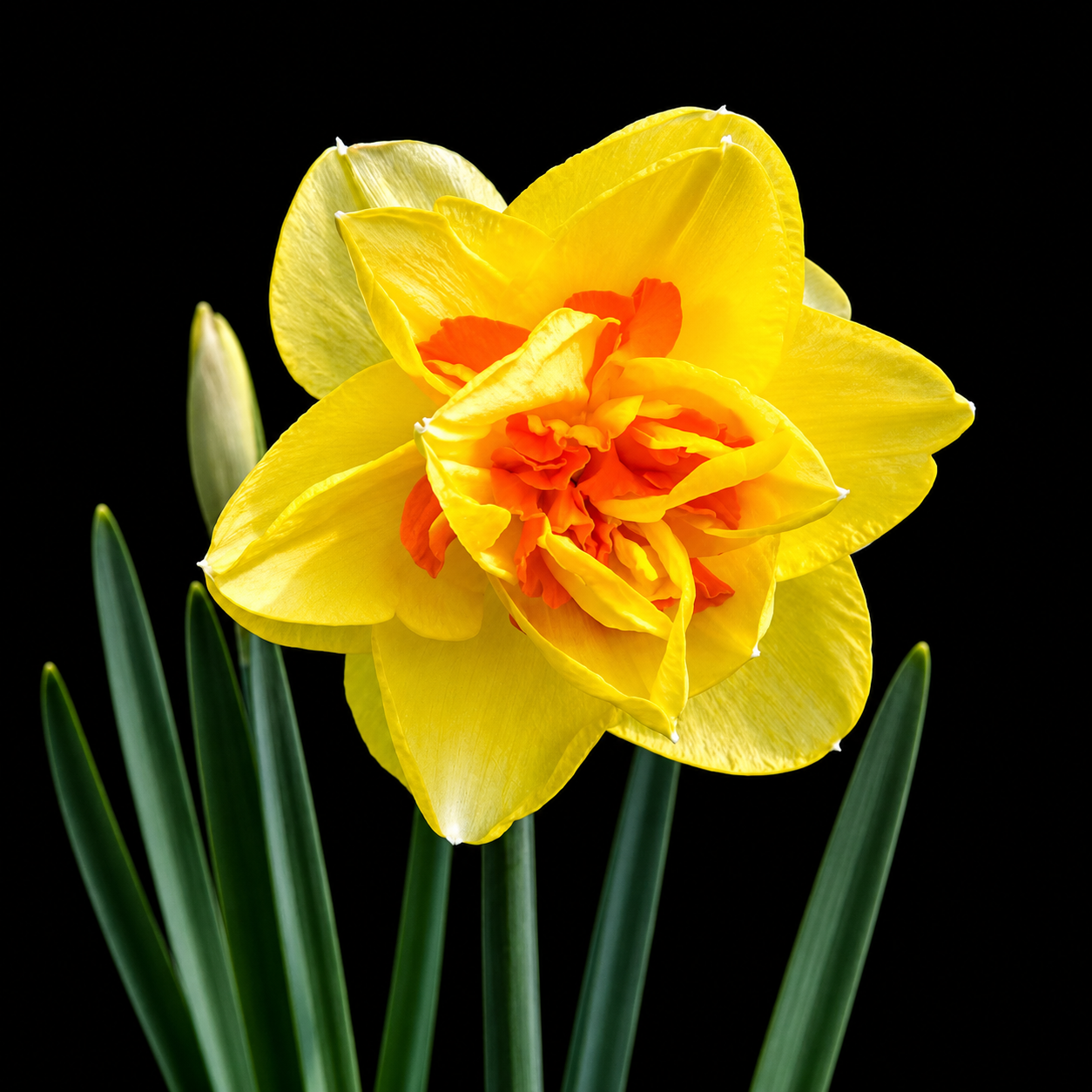 Narcissus Tahiti nartsissi sibulad